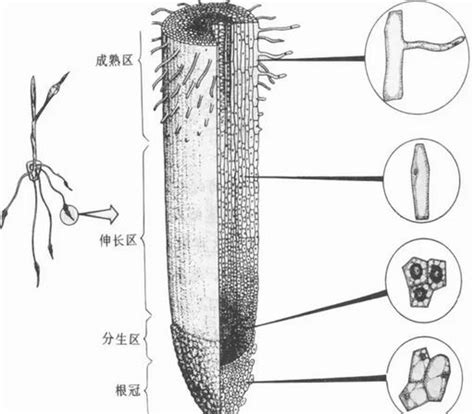 根毛是細胞嗎|根毛